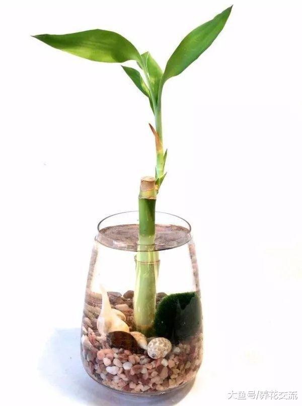 在花店里买来没有根系的富贵竹怎么养才能四季常青呢?