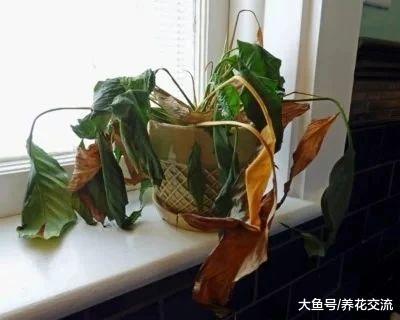盆栽植物叶片突然变成褐色, 突然死亡是什么原因?