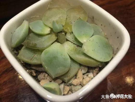 多肉黑腐掉叶子? 给它加个小风扇, 虫子都不招了!