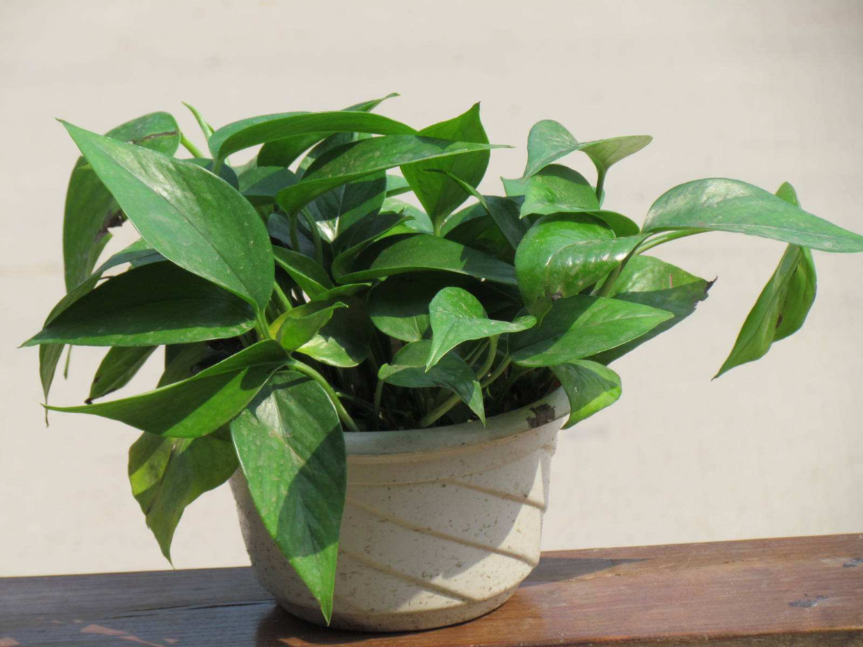 要“耐养”植株就选这“3种”, 扔土里就能活, 吸收强开花艳!