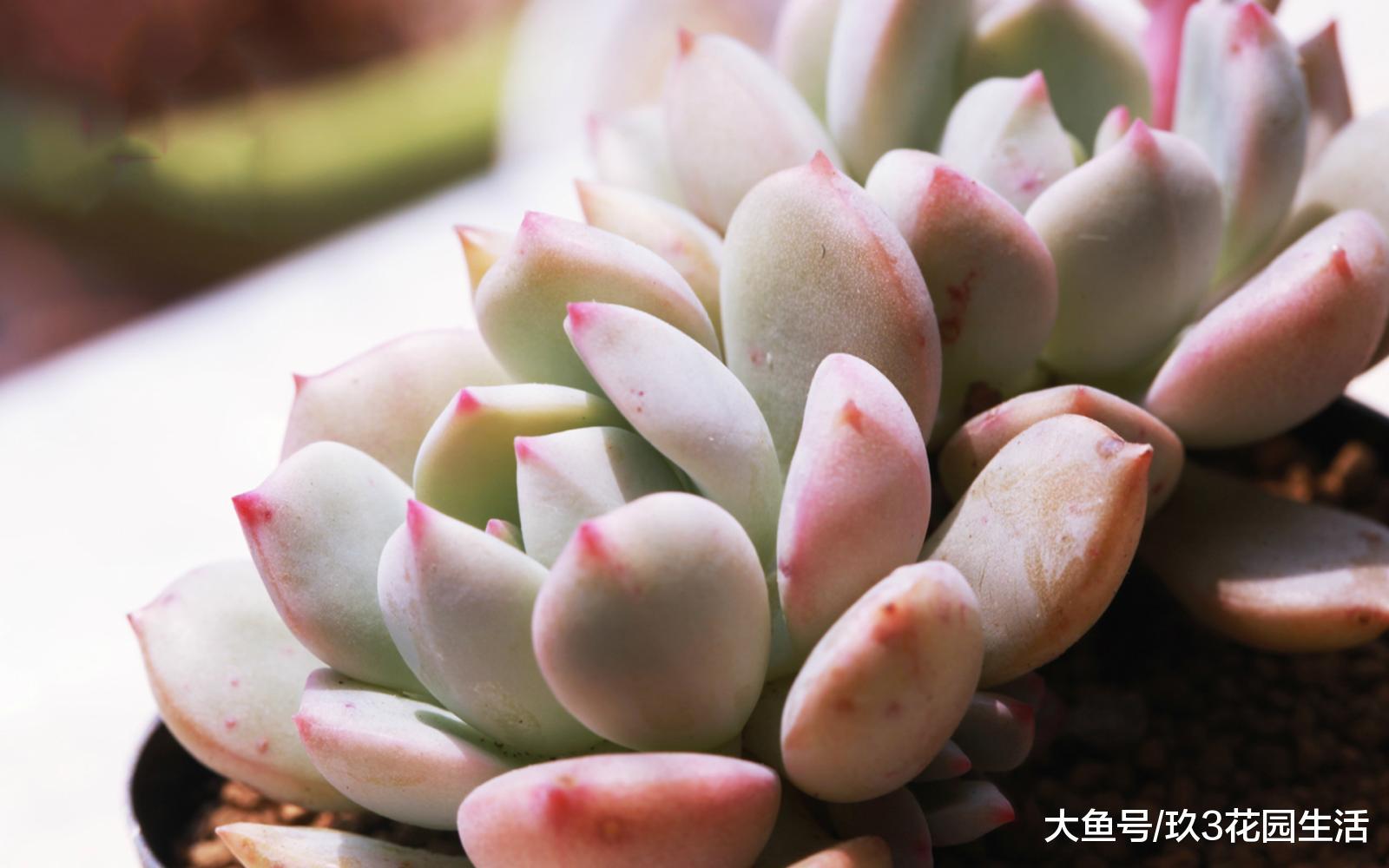 遇见美丽的多肉世界