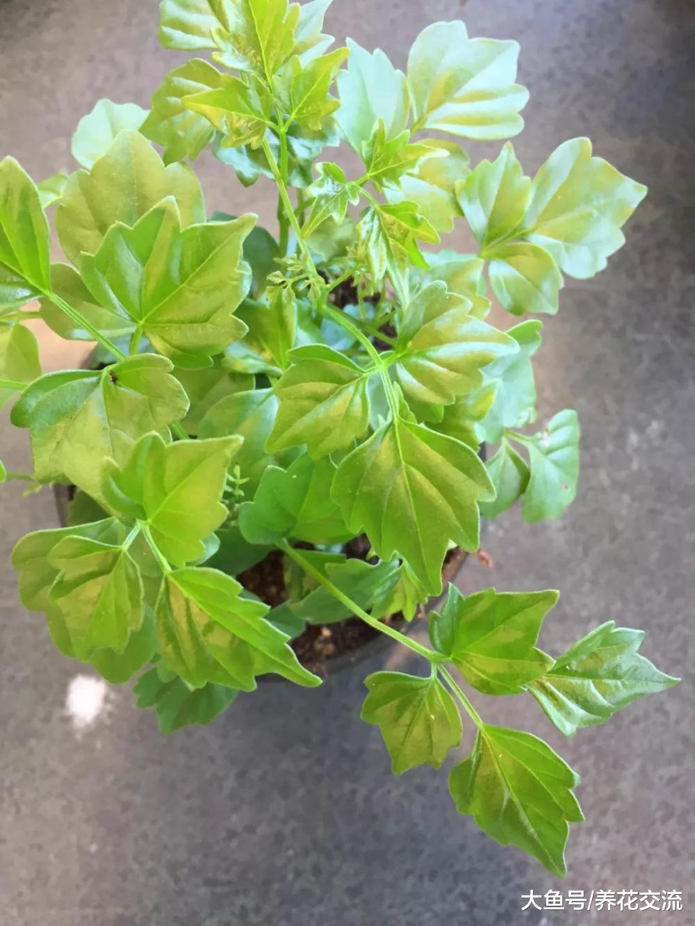 可以保持叶片常年翠绿的幸福树, 养客厅就能保持旺盛的生长状态