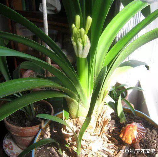 用这些方法养护君子兰就特别容易开花了, 不需要太多的照顾