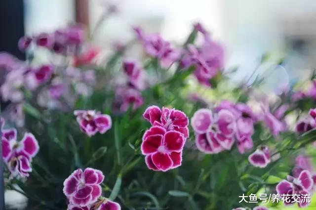 特别适合栽种在院子里的11种观赏花卉, 让家门前变小花园