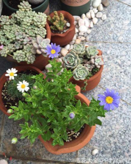 夏天去河边, 捡这种沙子回来养花, 省钱又好用!