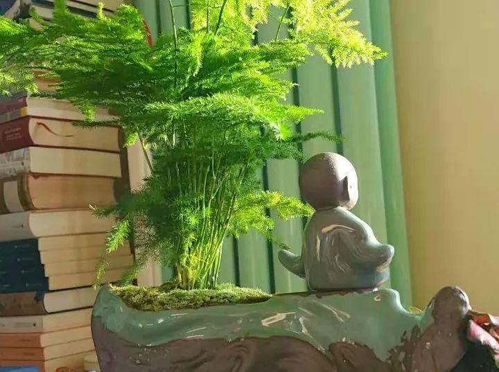 兰花文竹最怕独苗, 兄弟姐妹在一起, 才能生的旺!