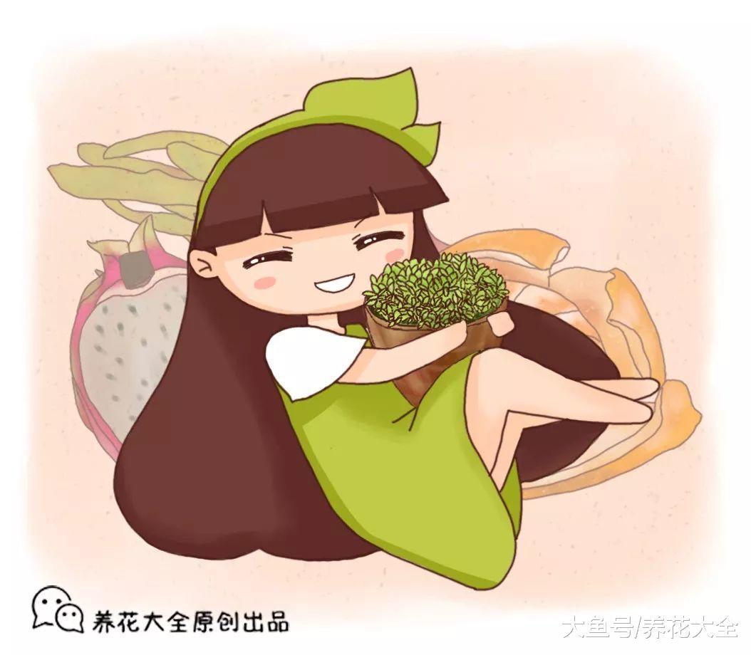 吃剩的水果不要扔, 简单几步, 美美盆栽种出来