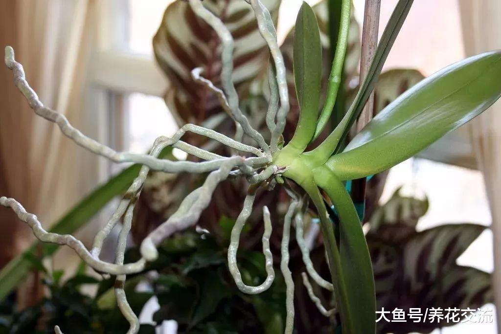 为什么植物会长气根, 这些在空中长根的枝条该如何处理?
