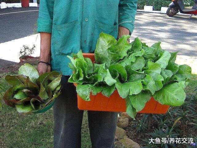 如何种出甜美的菠菜盆栽, 即便是夏季也不会变苦涩