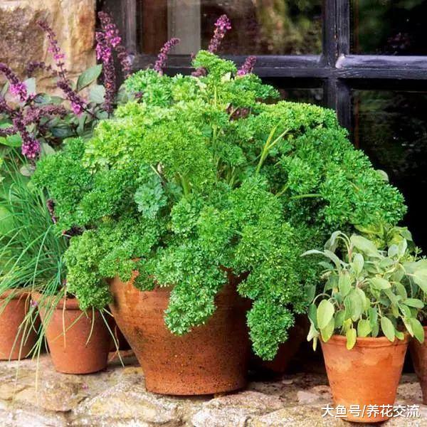 种香草植物的好处, 适合养在室内的6种盆栽香草