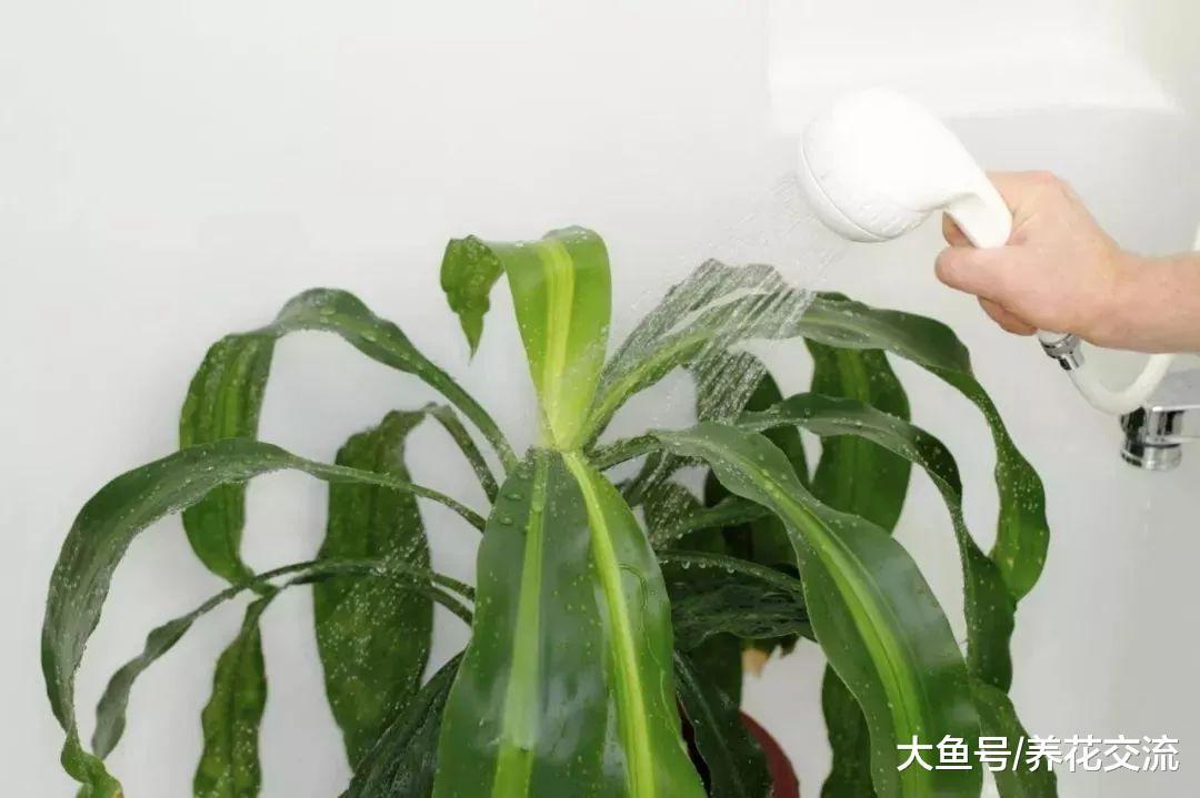 植物定期喷雾状水才能保持叶面洁净, 学会浸盆可以拯救很多植物