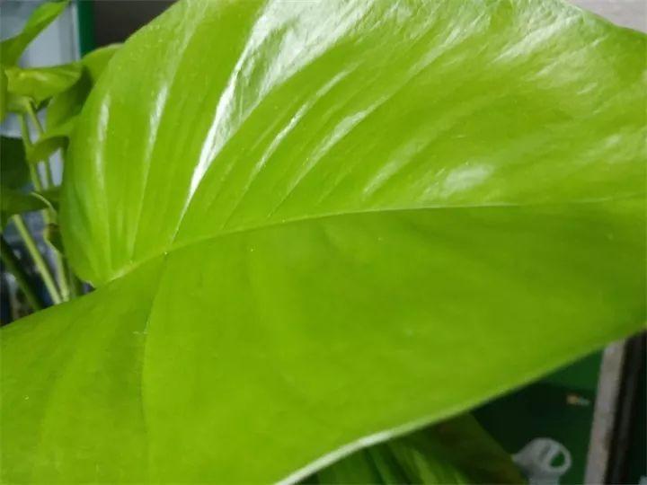 他家绿萝喝了2瓶啤酒, 叶子油绿反光, 比之前胖了好几圈!
