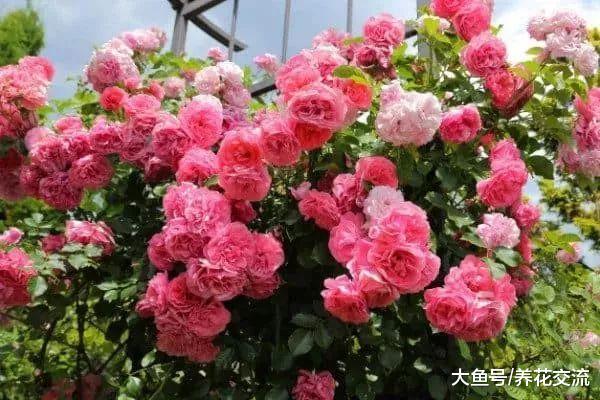 咖啡渣的6种园艺作用, 生活肥料变成养花的好东西