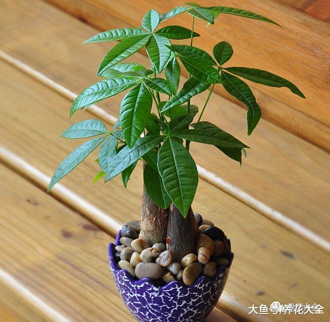 养花宝典就在这, 只要记住了, 下一个养花高手就是你!
