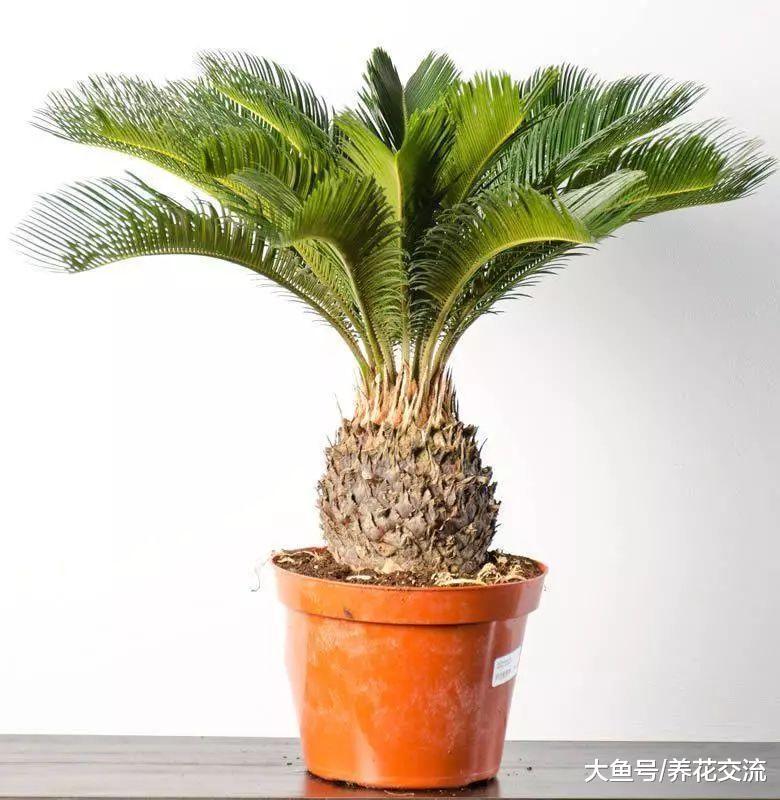 在院子里种上不用经常管理的铁树, 没想到结的果子还能吃