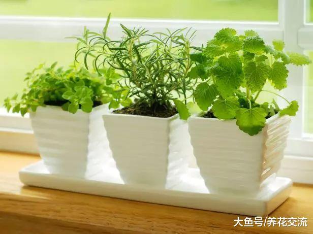 在厨房种下面这些植物就能生长强健, 还能净化空气
