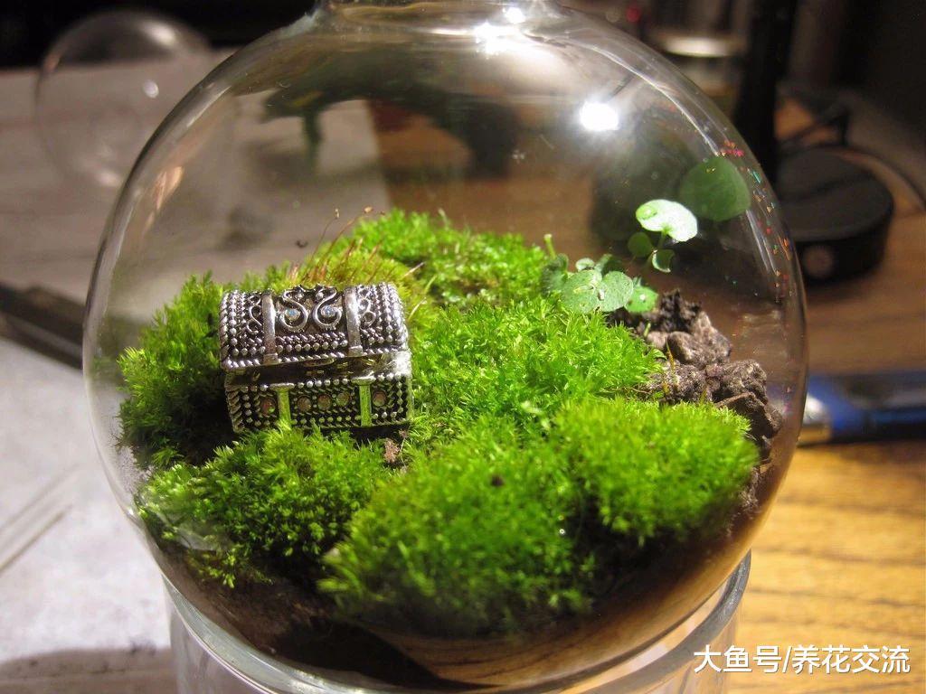 制作苔藓植物景观需要讲究的小技巧, 让苔藓和玻璃瓶完美结合