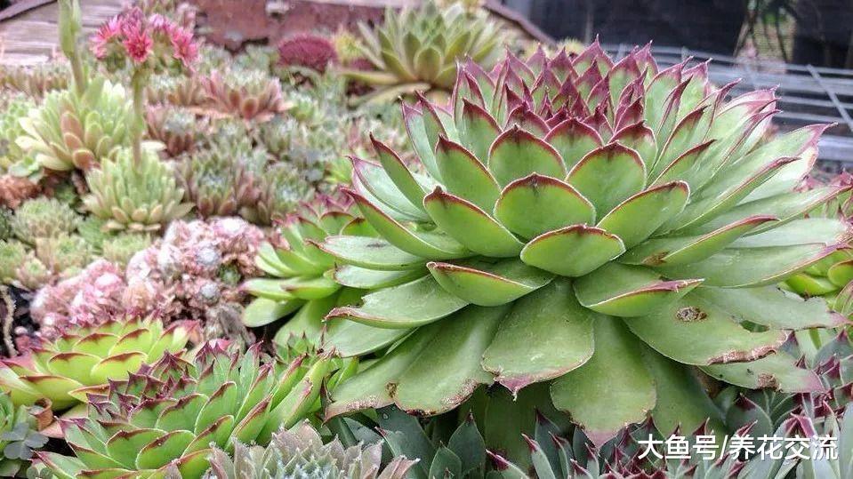养护多肉植物盆栽最常见的5个错误, 你做对了没?