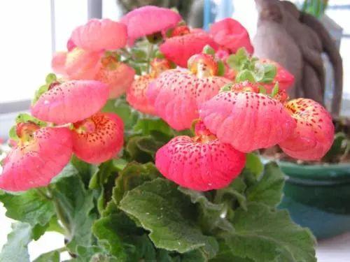 春天怎么能少的了这些花卉? 丢在阳台不用管、不用理就能爆盆!