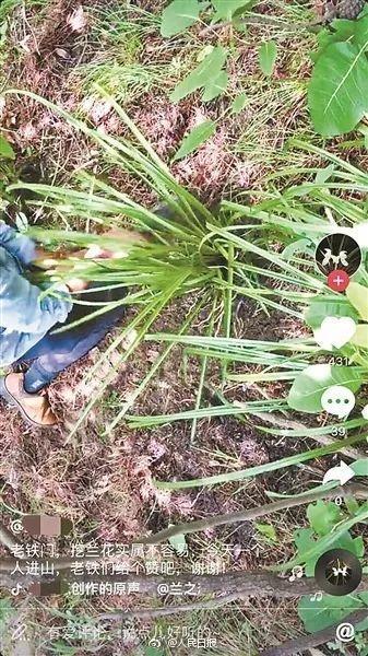 这些野生植物, 在挖就灭绝了, 请放过它们吧!