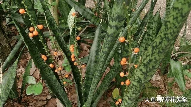 虎皮兰养的结出果子, 年年都开花, 咋做到的?