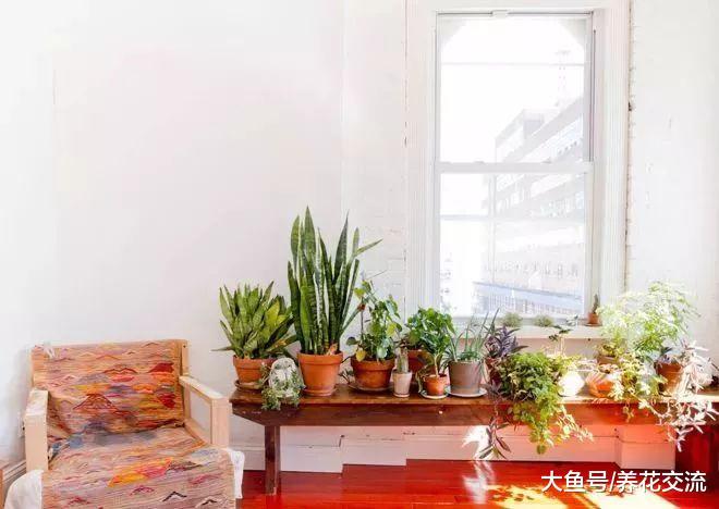 这些盆栽植物可以很好提高家里的设计逼格, 让你更喜欢呆在家里