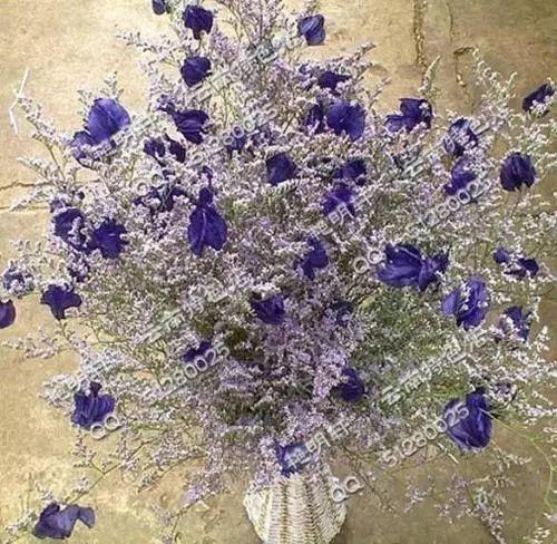 这草光是听名字, 没有半点杀伤力, 其实用来灭苍蝇可是一把好手!