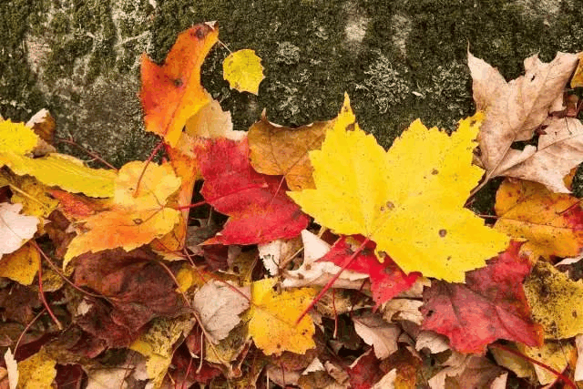 趁着出门赏秋, 捡点树叶回来, 连肥料都省了!