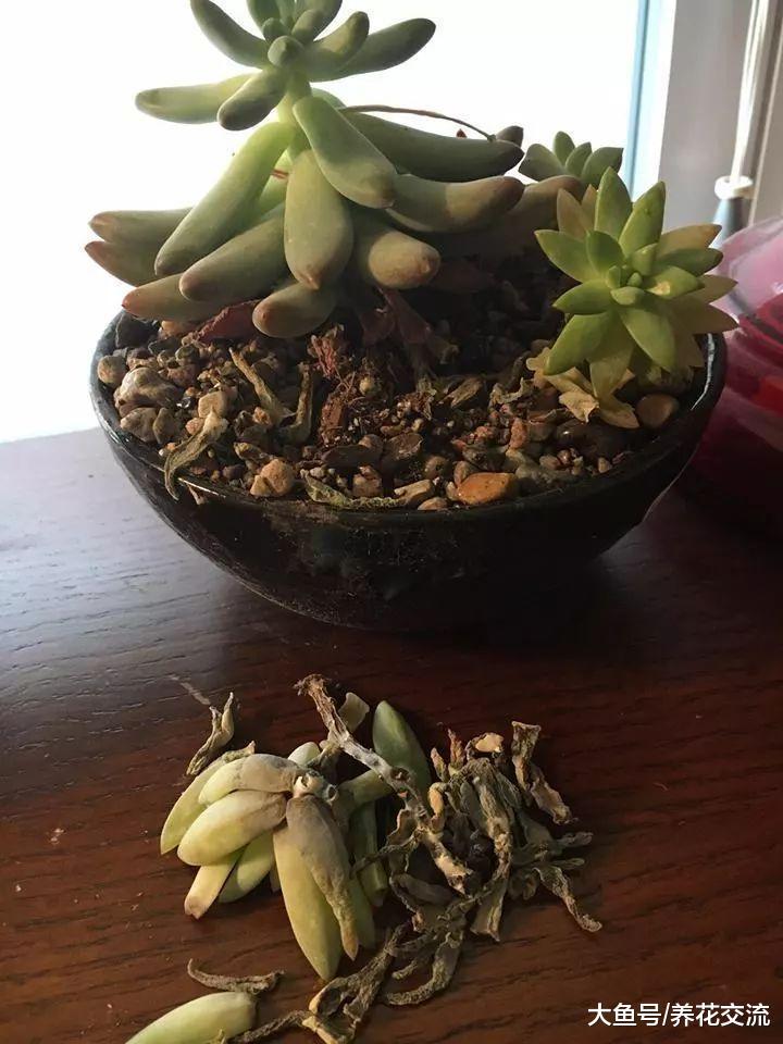 将多肉植物养死的七大原因, 你做错了哪一点