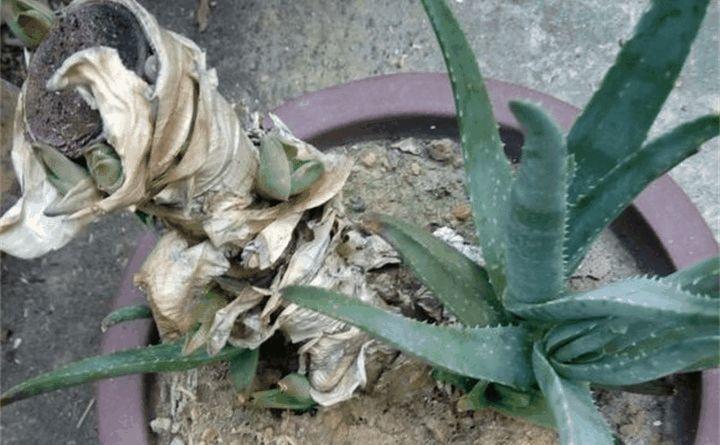 芦荟这样砍一刀, 蹭蹭蹿个爆小崽, 盆都装不下了!