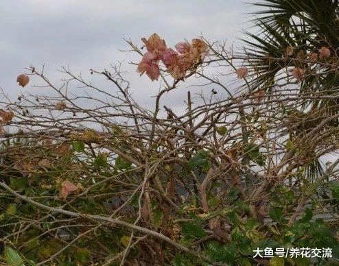 三角梅注意这几个养护技巧, 在室内和室外都能不断开花