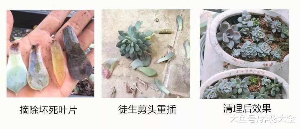 老花农教你养多肉, 颜色长得粉嫩可爱, 蹭蹭长爆盆!