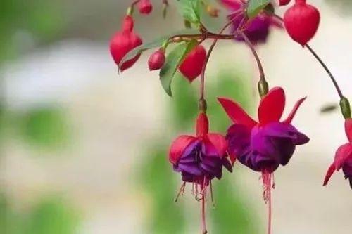 美到不行的吊兰花卉, 放在阳台上, 路上人都能往你家多看几眼!