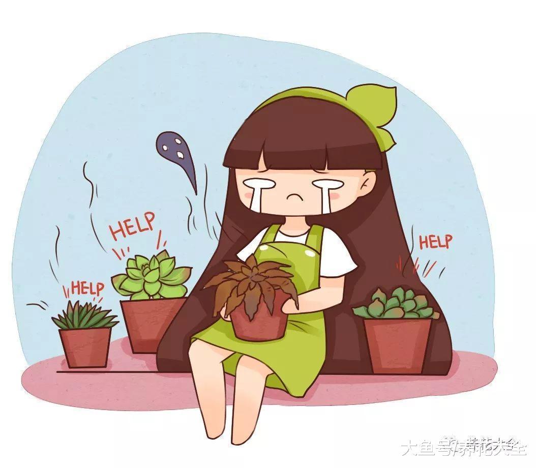 多肉度夏有妙招, 给它搭个棚子, 遮阳又挡雨!