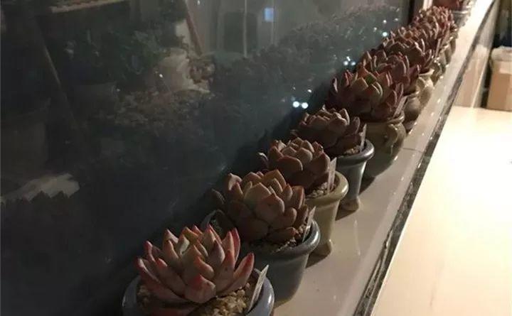 巴掌宽的窗台, 被他养了100盆花, 邻居看了直羡慕!