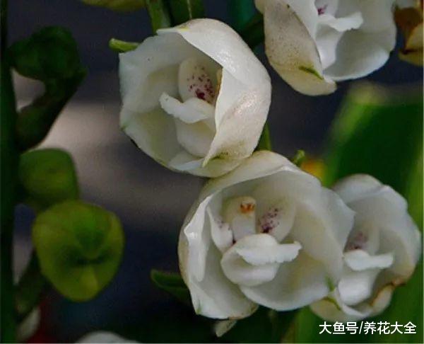 50种奇花异草大集合, 随便挑一种, 你都没见过!
