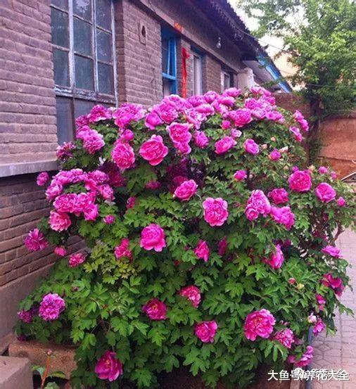 看看这些高龄植物, 仙人掌也可以养这么长时间!