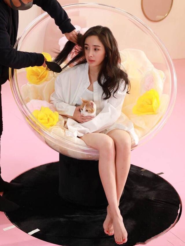 杨幂光脚逗猫玩, 网友的注意力都没在猫上