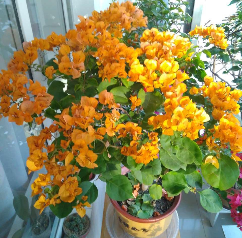 养这3种花, 入冬记得要“修剪”, 来年开花“多3倍”, 别忽视!