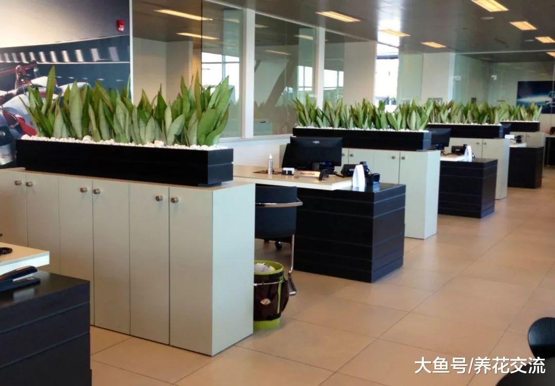 在低光照环境下不用经常管就能养活的8种植物, 养办公室正适合