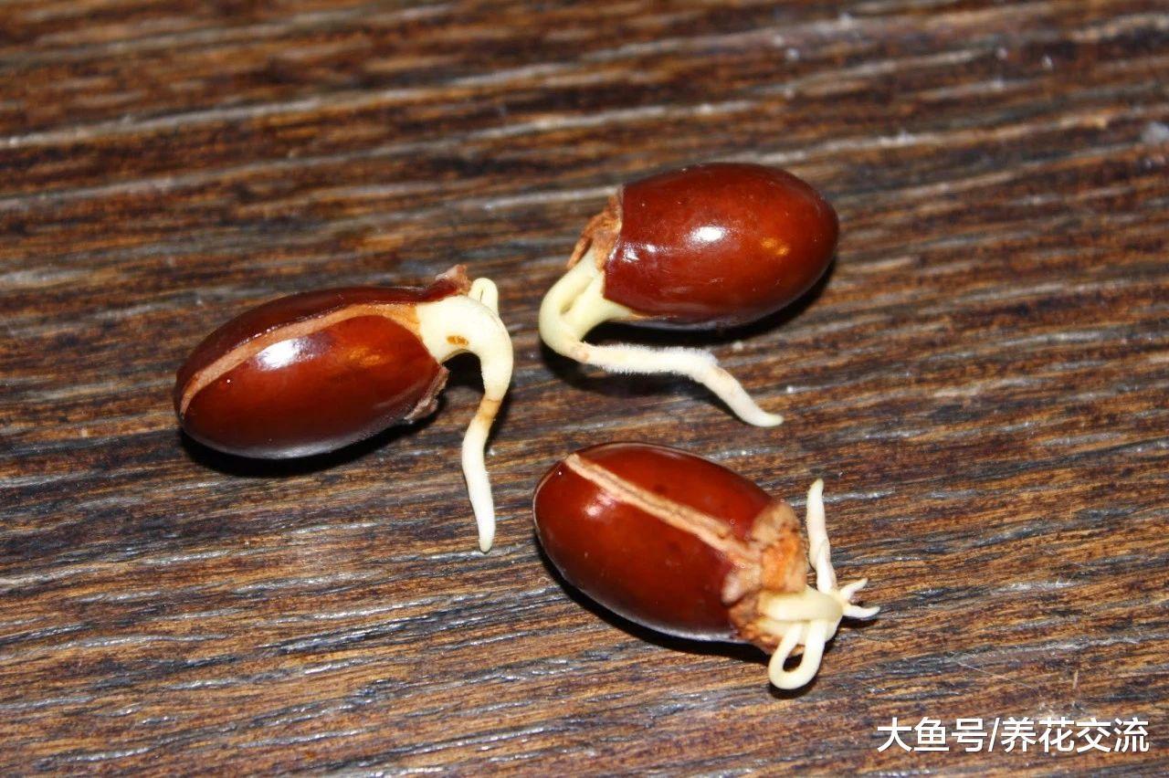 荔枝的果核吃完不要丢了, 它可以变成非常实用、好看的盆栽