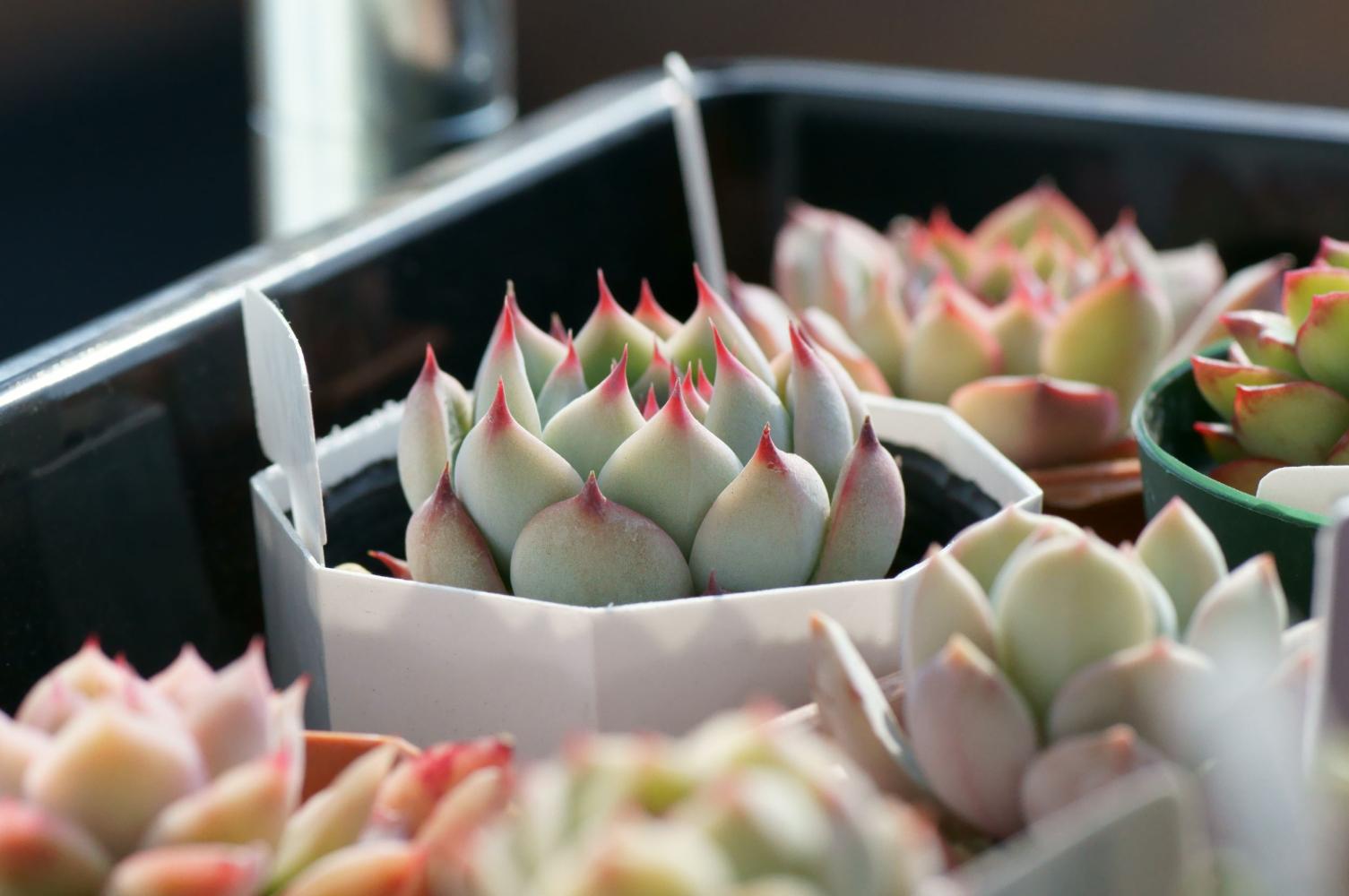 春秋型、夏季型和冬季型的多肉植物分别代表着什么?