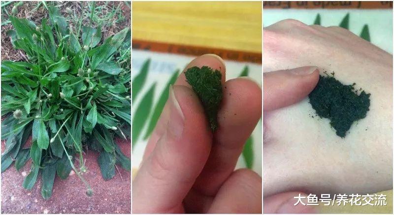 这种遍地都是的杂草不要杀了, 它是世界流行的治疗草药