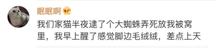 猫主子: 爱你就要给你最好的