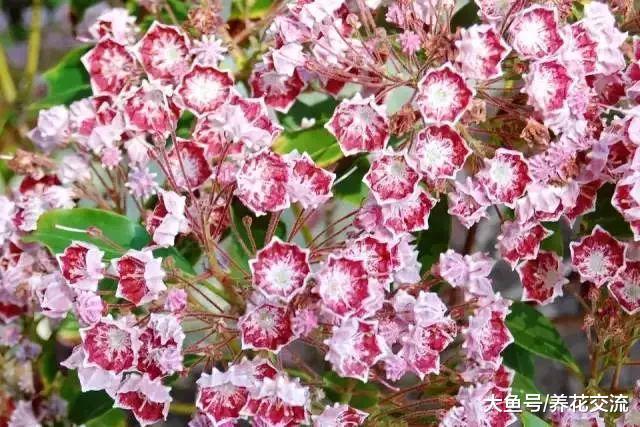 特别适合作为住宅景观的开花灌木, 这几种开花植物不要错过