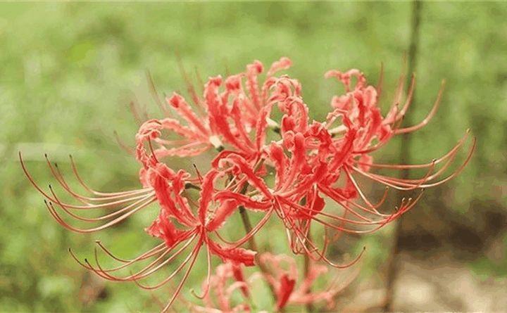 这花有花无叶, 有叶无花, 被称作“死亡之花”!