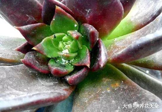 多肉遇虫不要慌, 教你1招, 虫子全部死光光!