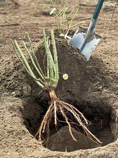 买来的裸根月季花我用这种方法栽种, 几周后恢复得特别好