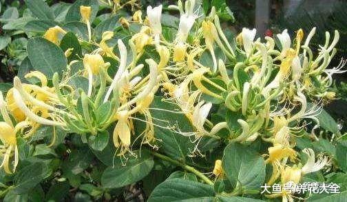 养花就选这5种, 健康又长寿, 而且好养易开花!