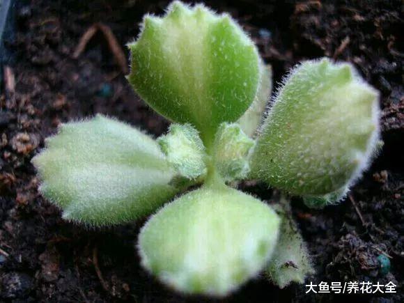 想要养好多肉, 就要学会浇水, 不然叶子就掉没了!